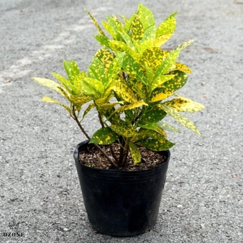 Cây vàng bạc bầu đất